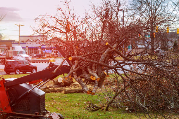 Professional Tree Removal Services in Burt, MI